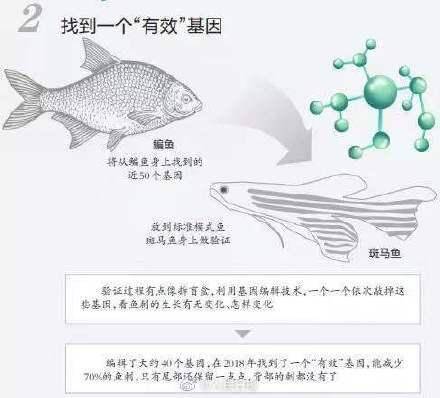团队|厉害！华中农大团队找到控制鱼刺基因
