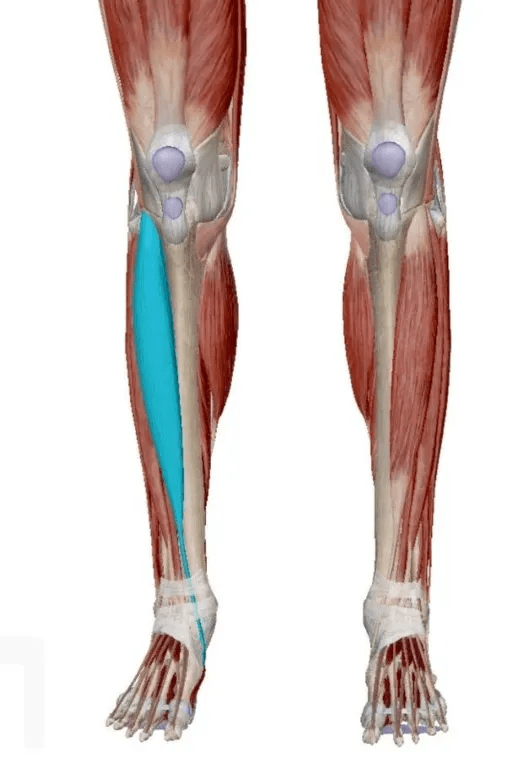 而腓骨長肌起於腓骨外側面,止於內側楔骨,第1蹠骨底,主要作用蹠屈,使