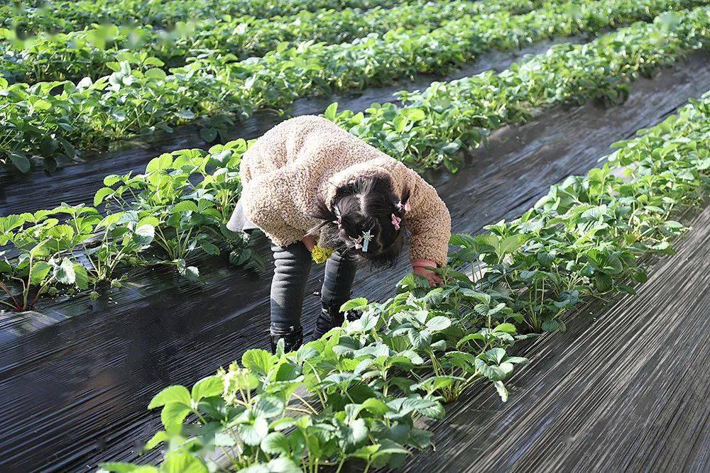 菜花|可采摘、可配送，满足您一年的果蔬需求