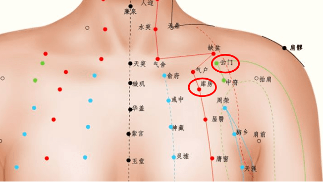 肺的反射区图片