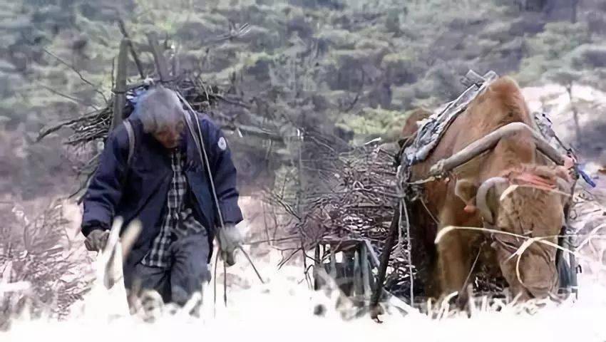 牛车|守望| 当一家10口人都在盼你死…