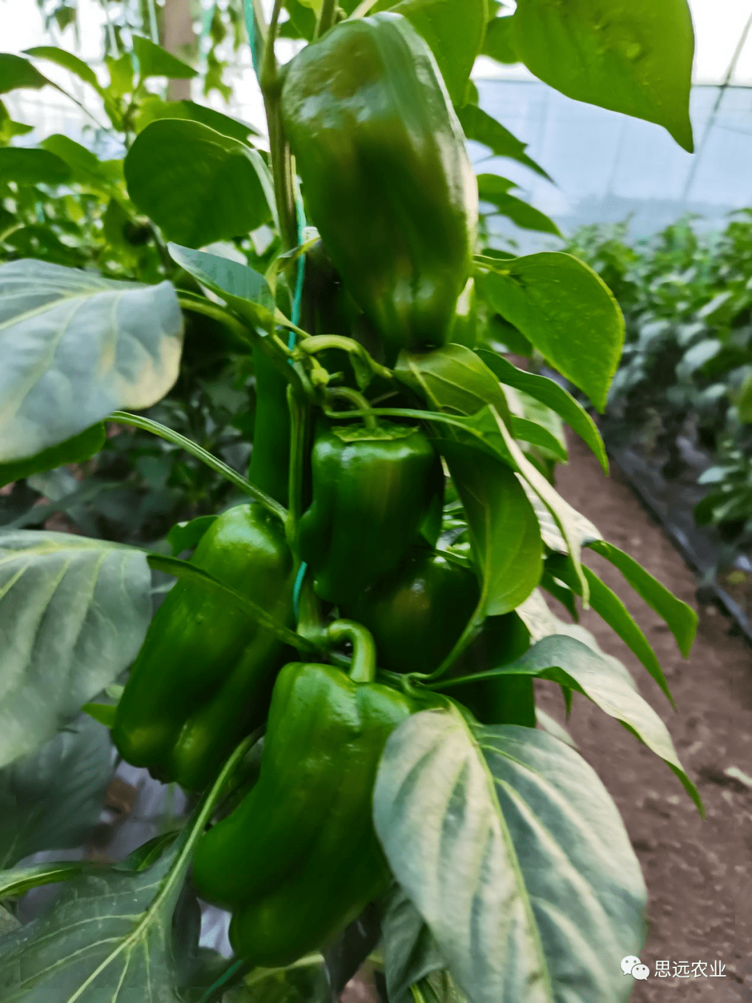 标准化管理圆椒品质好产量高不信您来瞧