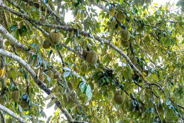 这种黑刺榴莲,稀少名贵,被誉为"榴莲中的爱马仕",入口即化_果肉_山王_