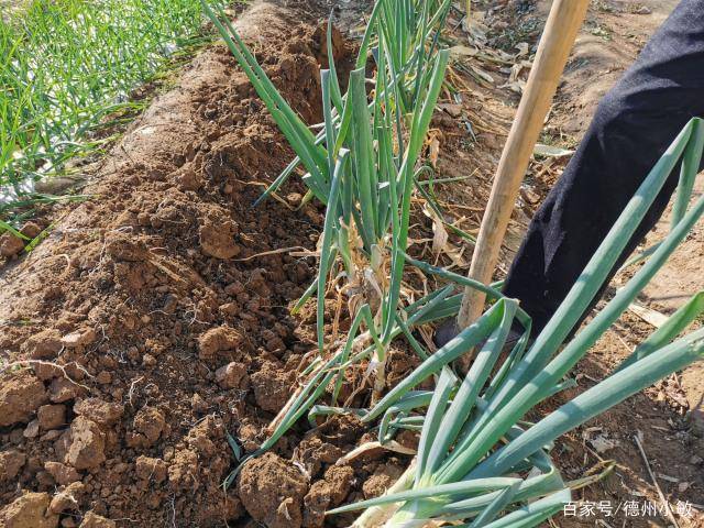 什么时候种大葱好 4b6ff182dc6a45c0b1bee0617d40ea99.jpeg