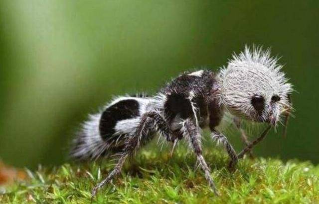 世界上最奇特的蚂蚁,外形像国宝大熊猫,一只可以杀死一头牛!