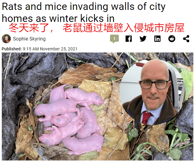 英国老鼠比猫大仅仅因为吃得太饱