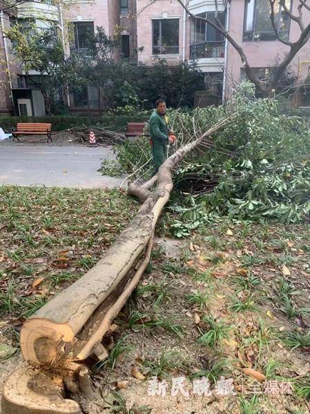 上海小區過度修剪綠化業主炸鍋物業砍伐樹木不報審