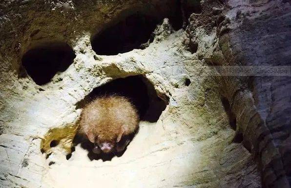 在干洞中,小刺猬,青蛙,蝙蝠,穿山甲,蝙蝠……隐匿于此;在水洞里,各类