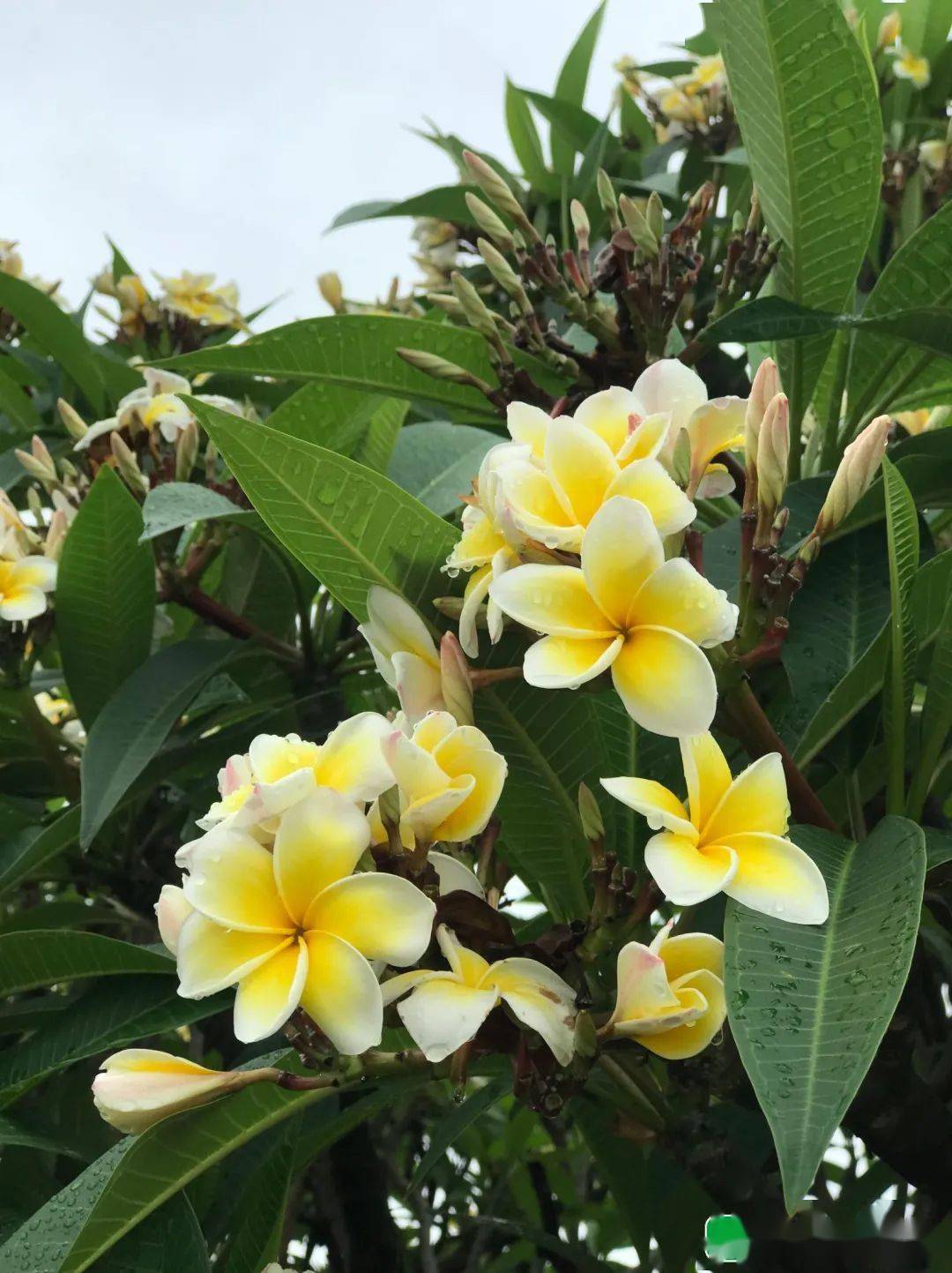 奇奇奇澄海这棵鸡蛋花树曾开出全球仅见第一朵七瓣的鸡蛋花