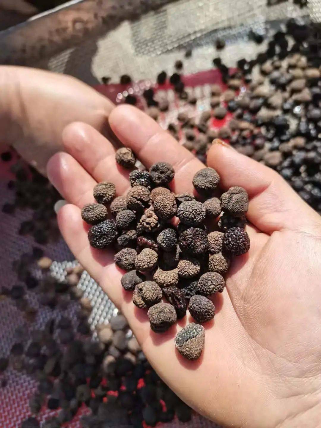 生物多样性猪拱菌上新云南发现块菌新物种