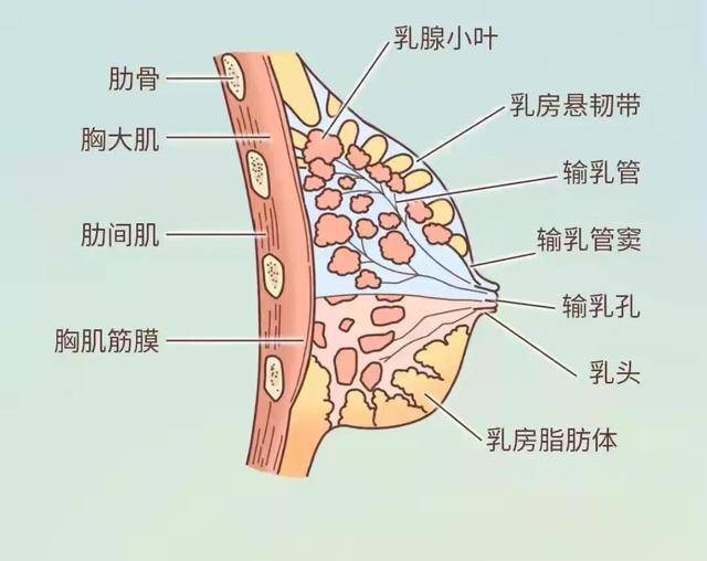乳房的样子解剖图片