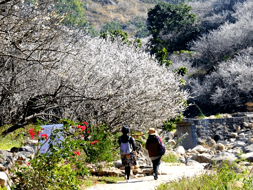 陆河世外梅园景区图片