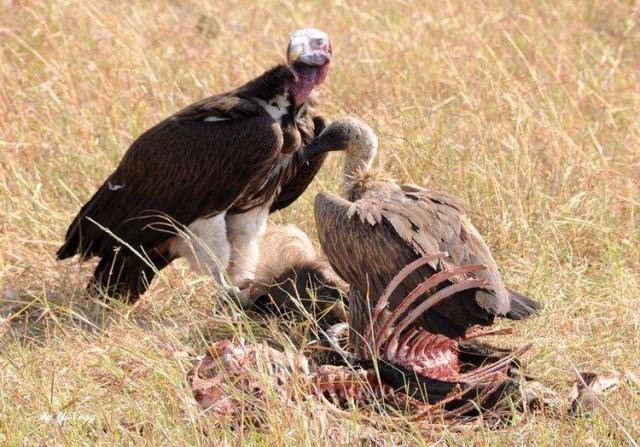 秃鹫吃死尸图片