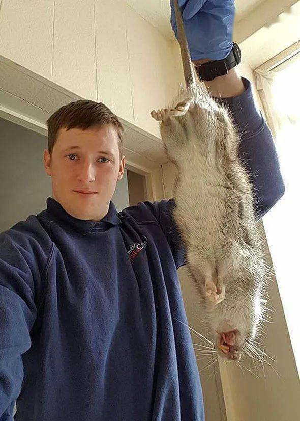 英国老鼠比猫大,仅仅因为吃得太饱