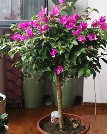 冬天怎么养三角梅 f03d6a3119a2481b99af5e6894289e45.jpeg