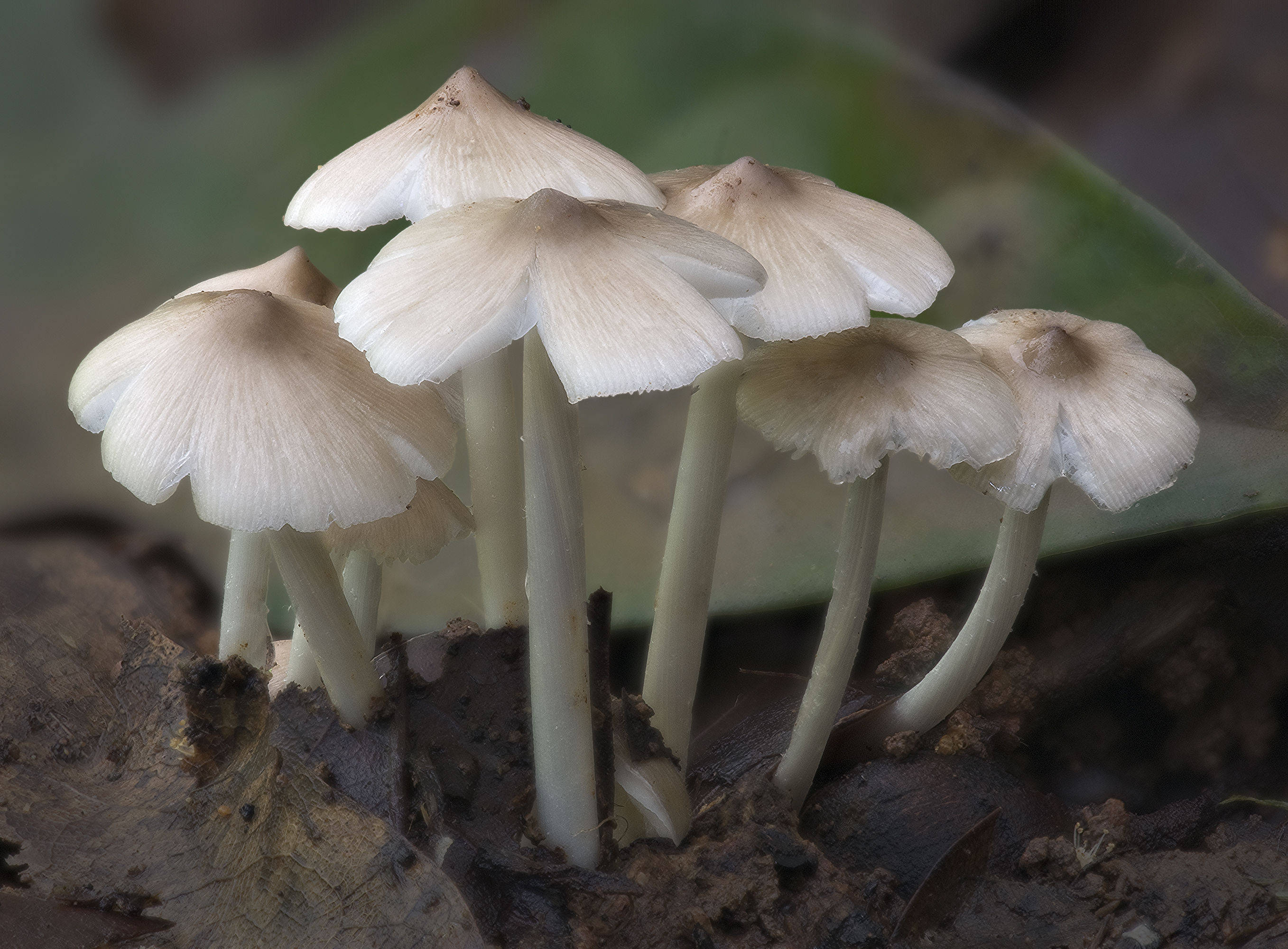 全球野生食用蘑菇科学清单发布可食用蘑菇2189种