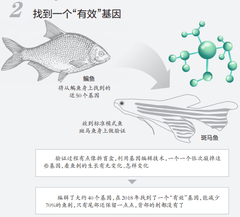 来源|重大突破！以后吃鱼或无需挑刺！吃货们坐不住了…