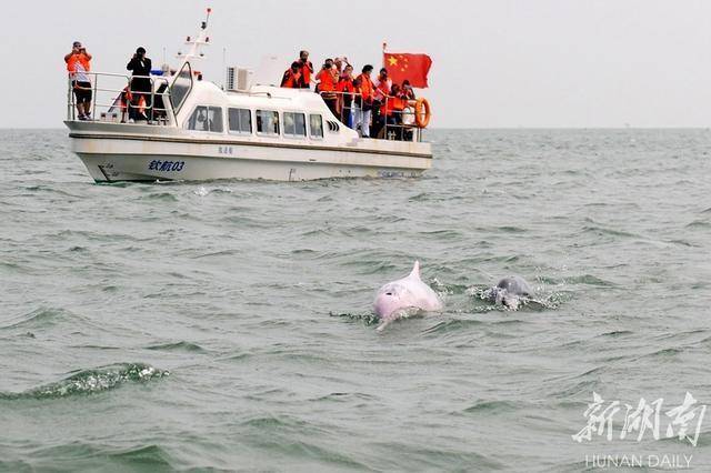 海豚歡遊三娘灣