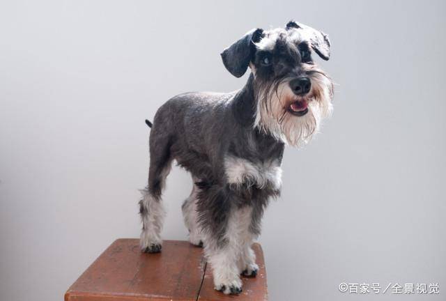 这几款小老头雪纳瑞的造型你最喜欢哪种