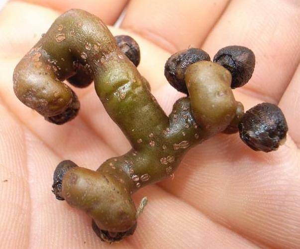 长相难看的"歪瓜裂枣",殊不知人称"万寿果",价值很高_野果_植物_人们