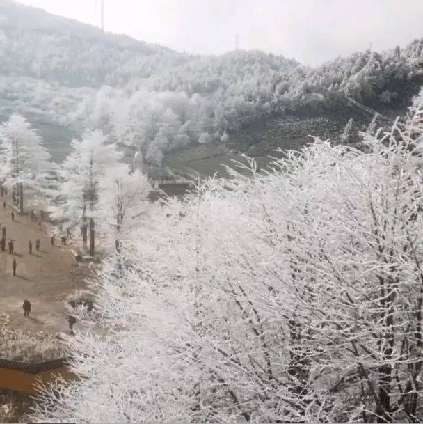 一起来“云”欣赏永嘉雾凇美景!寒潮影响仍在,注意保暖~_大寺_王女士_空气