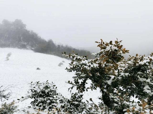 寒潮|南方下“大雪”了？！初雪打卡照火了！网友：南方人的限定版快乐