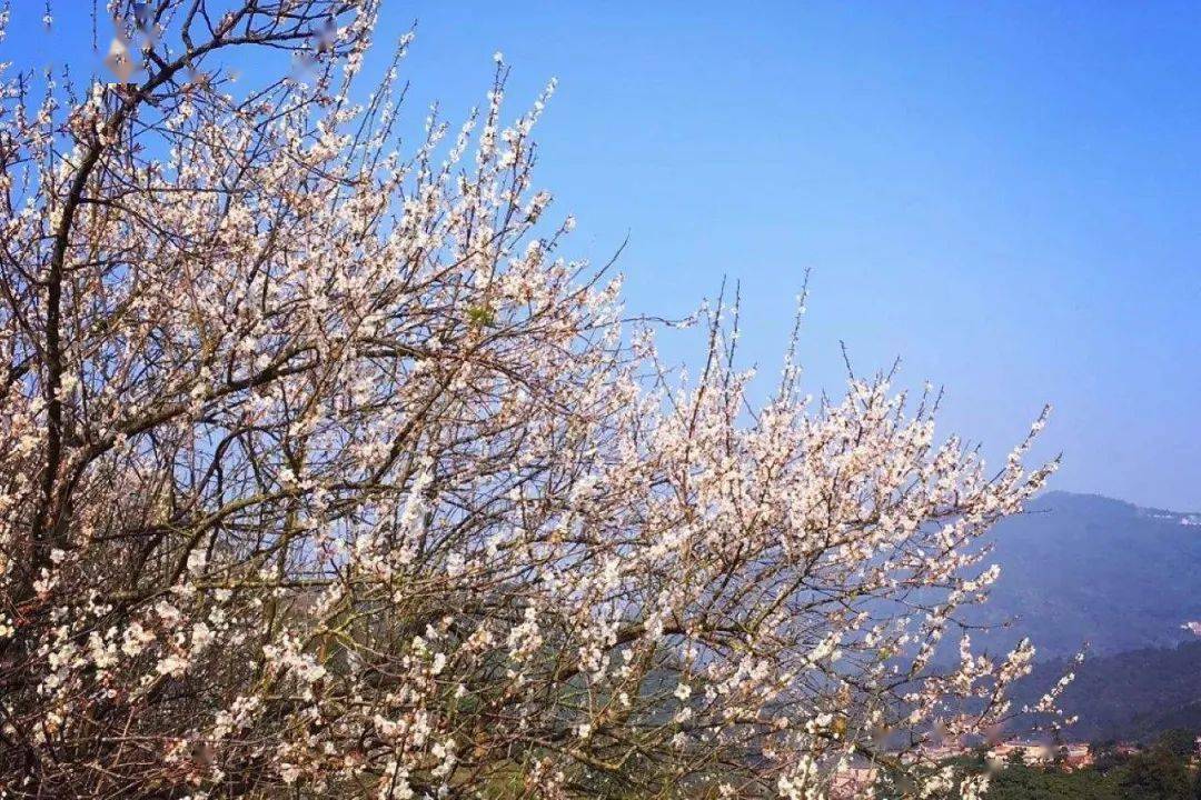 【曹田赏梅】1月2日 行摄新兴曹田梅林 探寻梅花朵朵开(凯乐石赞助