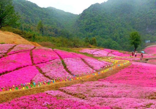 霍山花海旅游景点图片