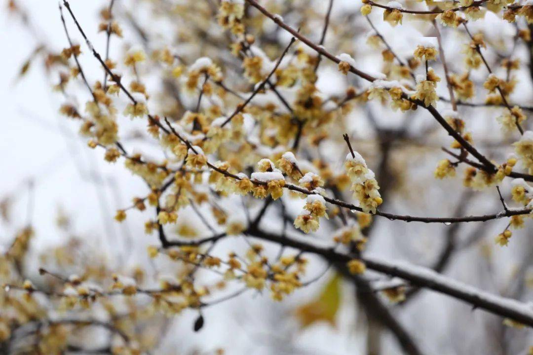 洛阳|初冬，我在南翔等一场雪