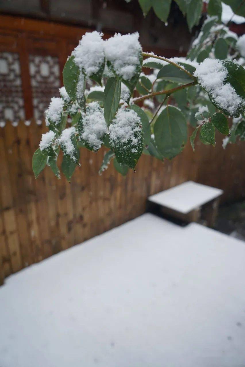 雪景|不负众望！都江堰下雪啦！最美雪景在这里~