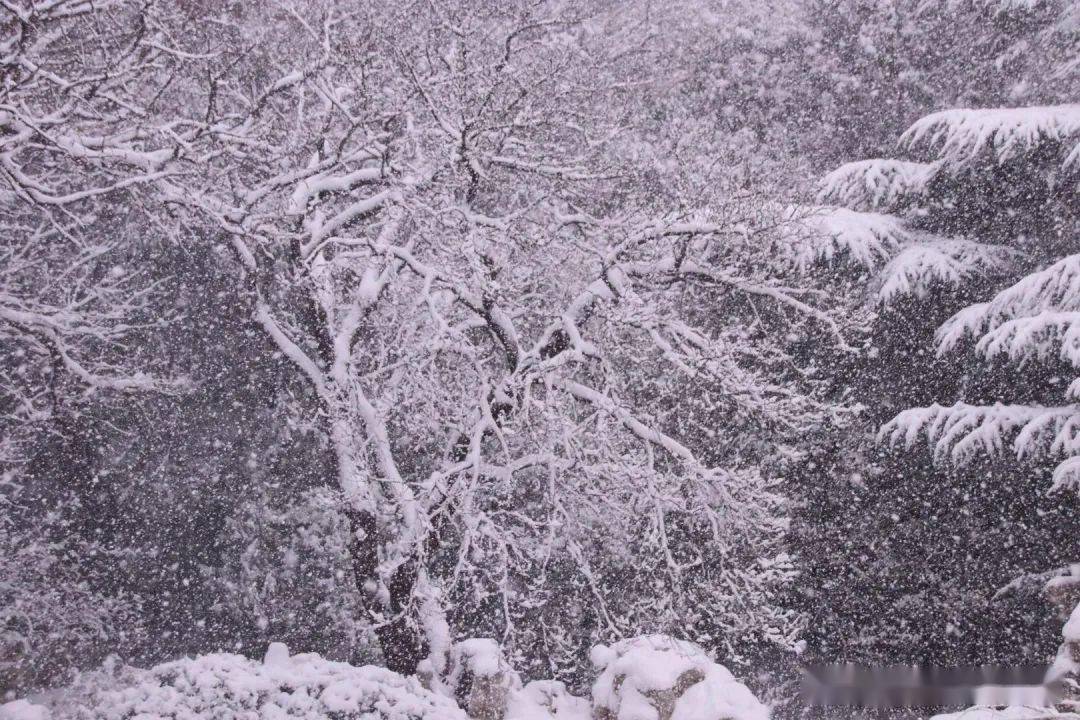 蓬莱|“雪窝”烟台变妆照，惊艳了全国！珍藏！