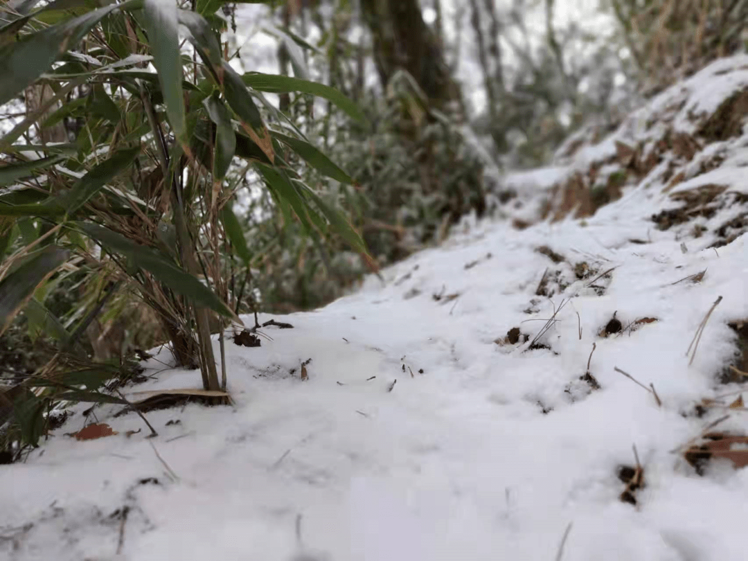 明阳镇旱谷山—刘军像个可爱的小女孩一样它静悄悄地来了雪天马山