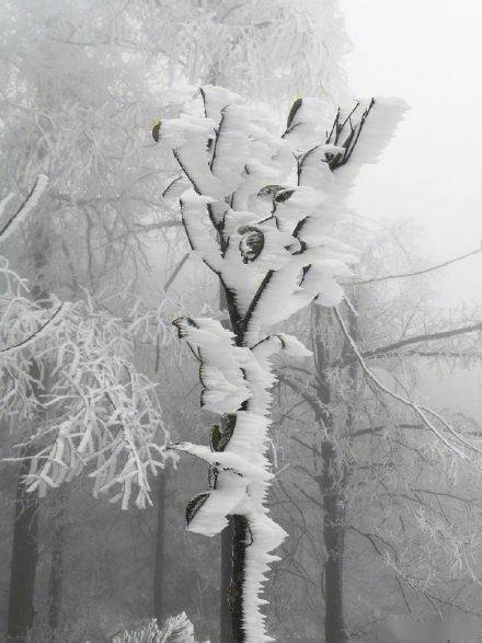 暴雪|湖南贵州年末迎暴雪