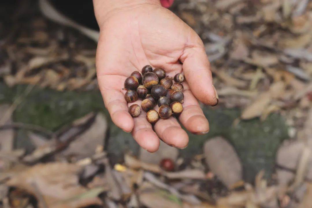 我们打包好了西湖区的春夏秋冬一起送给你