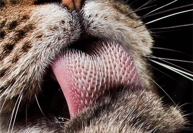 猫科动物舌头上的倒刺是什么东西它的作用是什么