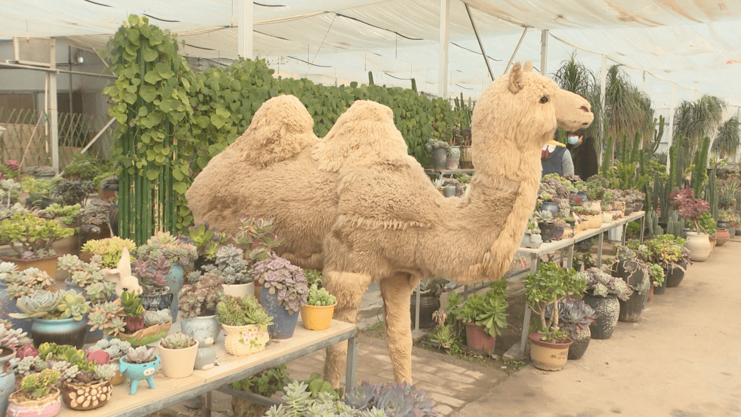 长寿之乡河南封丘:萌萌"多肉"敲开乡村"致富门"