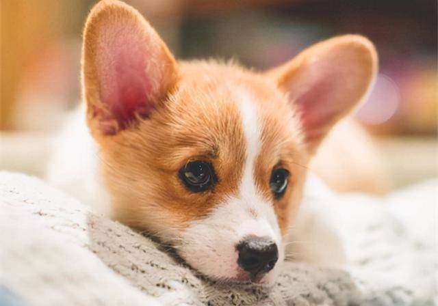 原来这7种狗 才是最吸引女生的 狗狗 马尔济斯 毛发