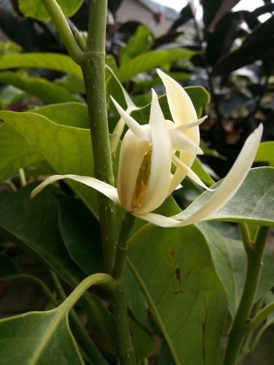 白兰花活几年 7d7da7c5409649c5965ba910fcb97665.jpeg