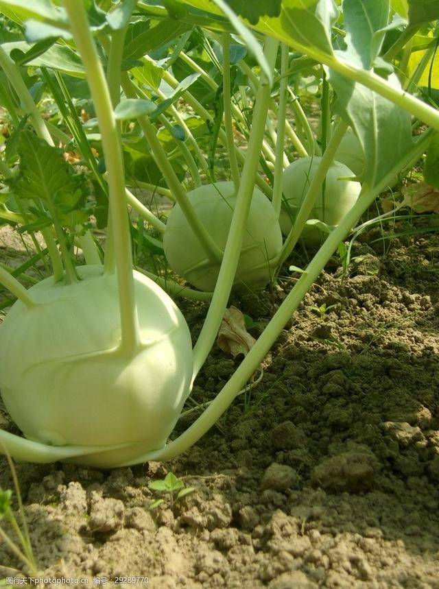 农村常见的"撇拉疙瘩",炒菜凉拌都好吃,现在见得少_苤蓝_花友_小时候