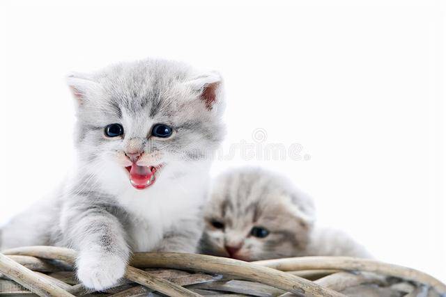 猫咪怎么叫英文怎么说 d6353bf30691404da9a8a0e76bfedac3.jpeg