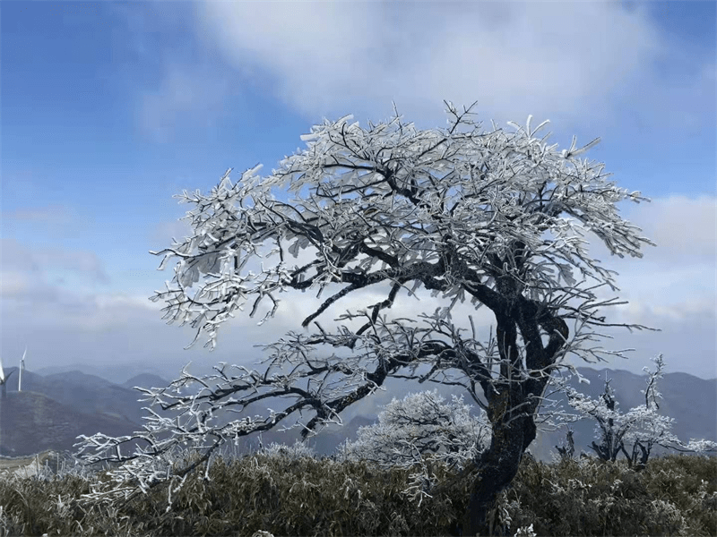 大雪|东岭寻雪