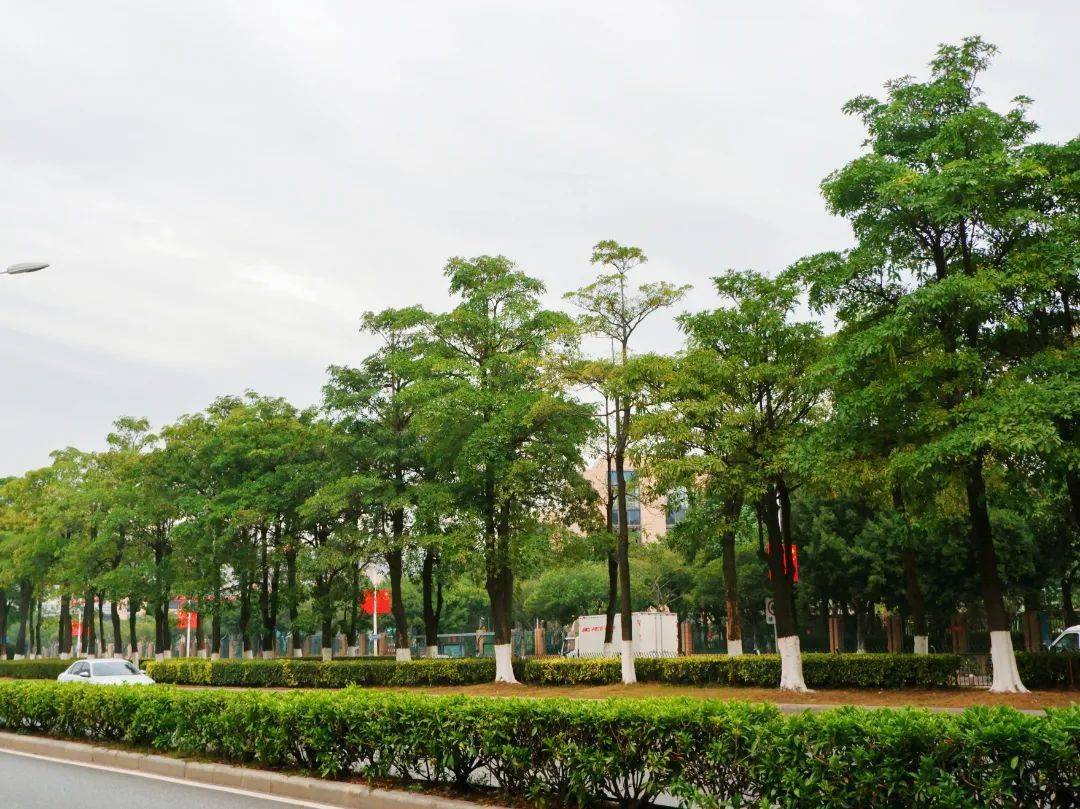 我为群众办实事补植行道树打造公路绿化主心骨