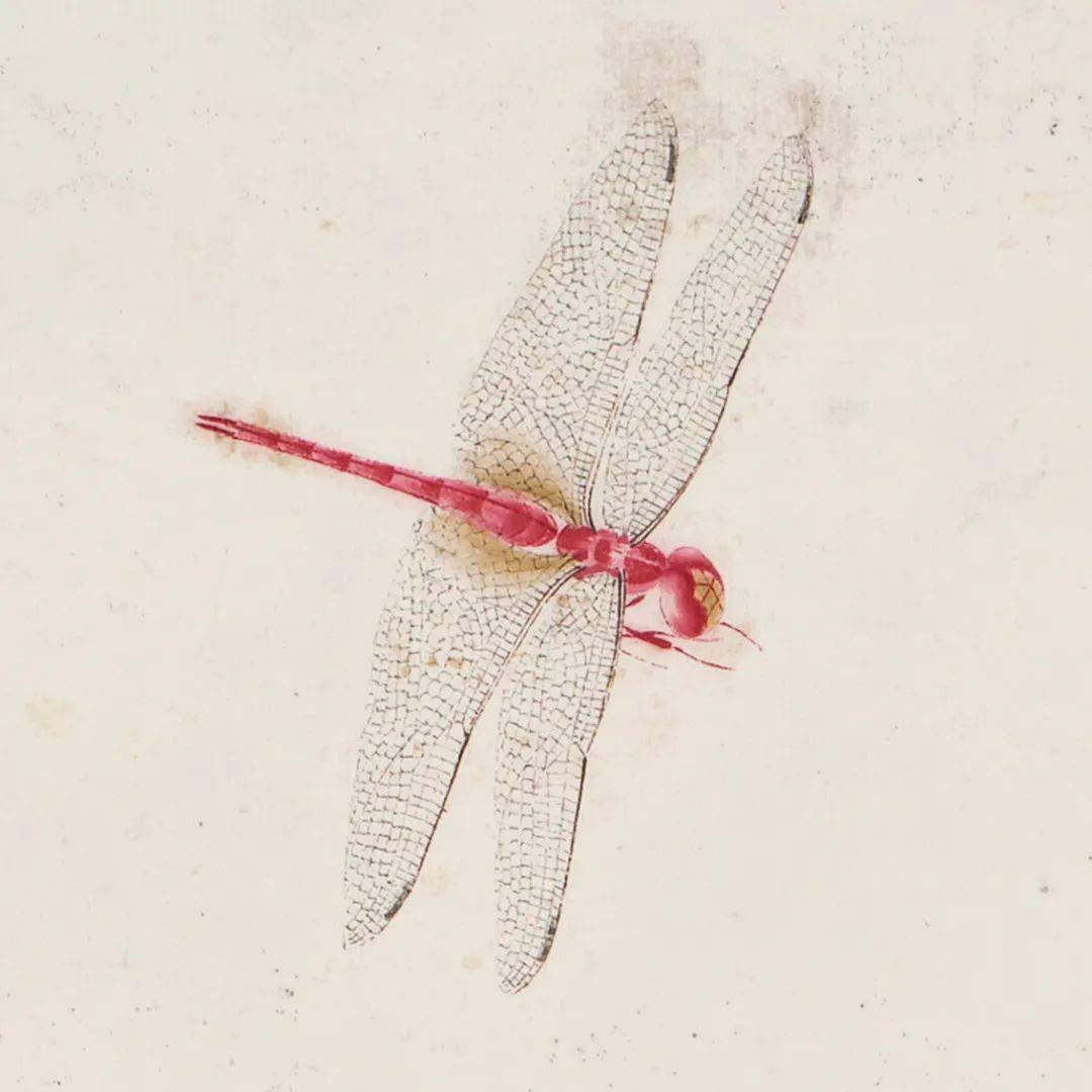 齐白石作品解析,为什么人人都爱齐白石?