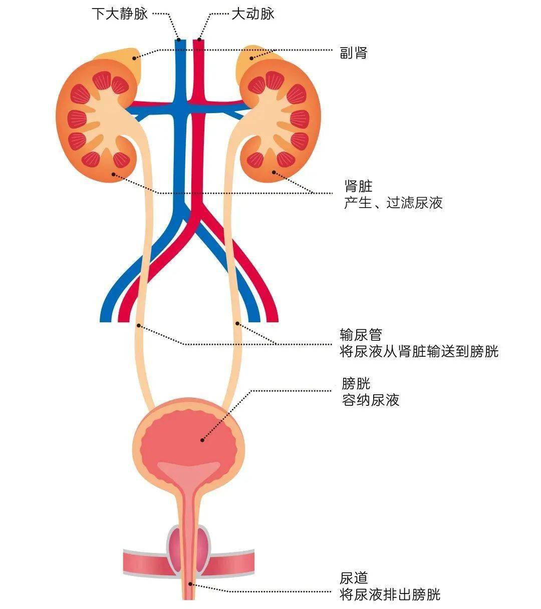 女宝尿路感染初期症状图片