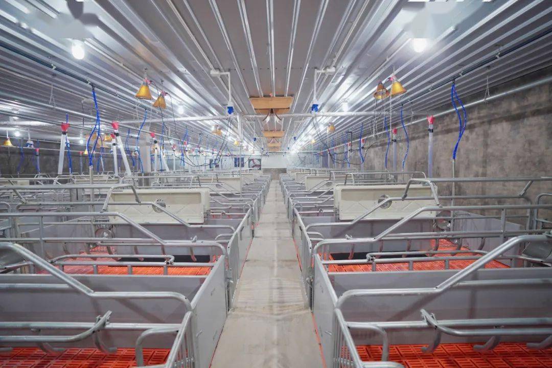 历时7个多月时间,目前大成桥青泉种猪场已完成主体工程建设,正大畜禽