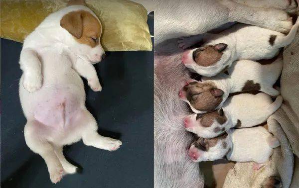 小奶狗梦中喝空气奶还不忘用爪爪踩奶也太可爱了吧