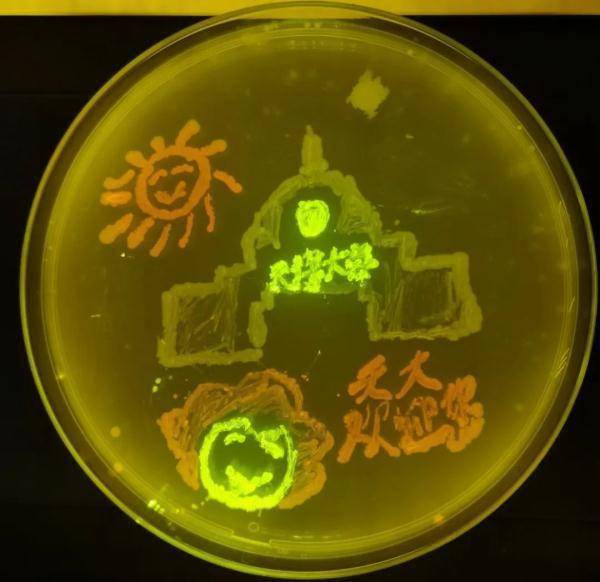 培养皿|“出圈”的大学期末考试：用微生物绘画