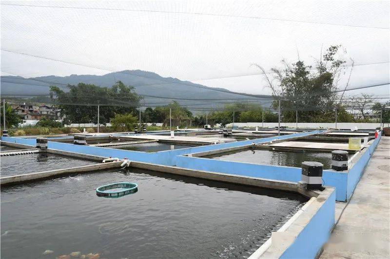 看,游向世界的闽侯金鱼!_荆溪镇_养殖_直播