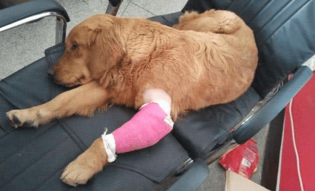 学会判断狗子的情况 以及骨折后处理的方法 可以更好应对意外 进行 症状 异度