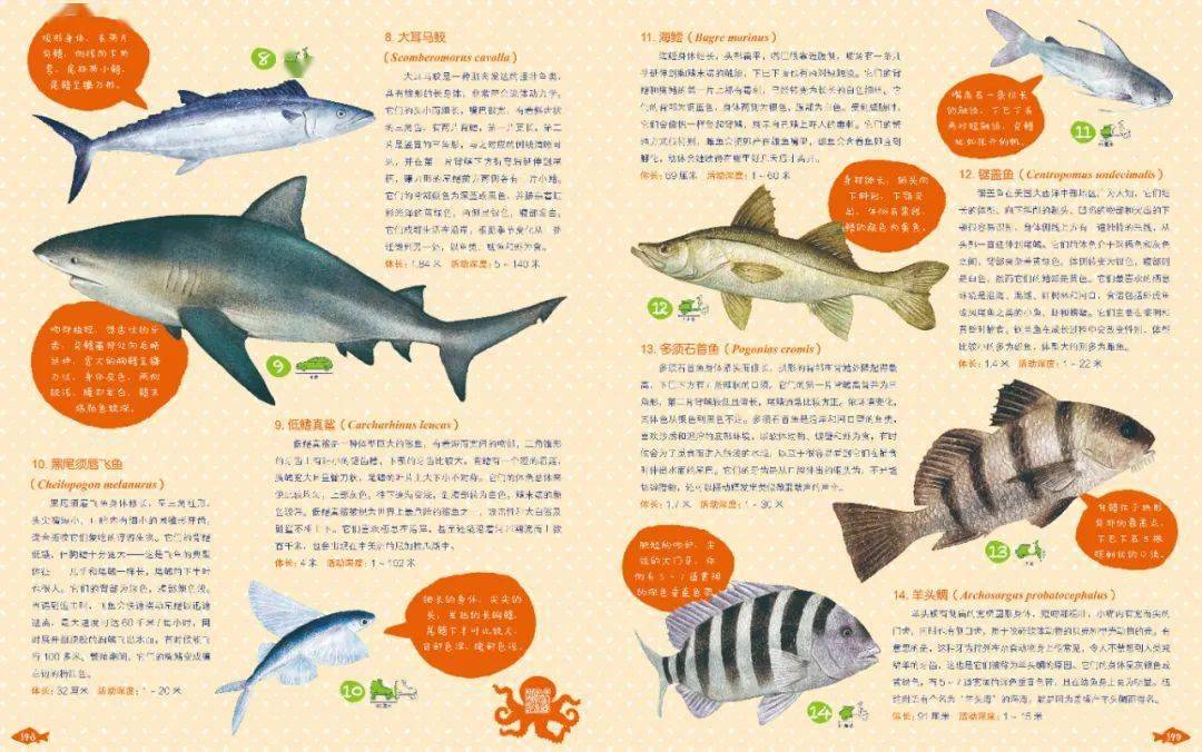 东太平洋 |加勒比海目录黑星宝螺六鳃海牛《自然秘境大图鉴